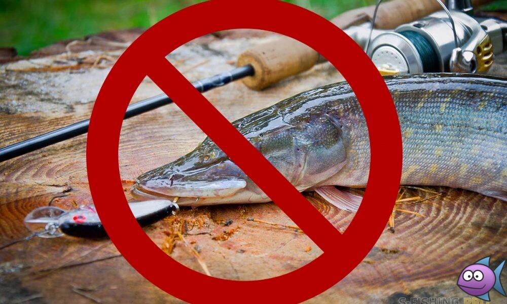 ВНИМАНИЕ ЗАПРЕТ! 20 марта по 25 апреля – запрещен вылов (добыча) щуки на территории Липецкой области. ВНИМАНИЕ ЗАПРЕТ! 20 марта по 25 апреля – запрещен вылов (добыча) щуки на территории Липецкой области.